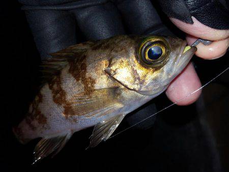 ロックロックこんばんわ。