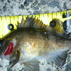 大寒波！氷点下！でも釣れた！(笑)