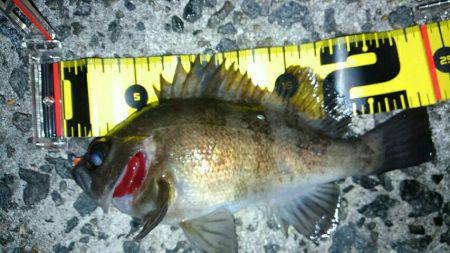 大寒波！氷点下！でも釣れた！(笑)