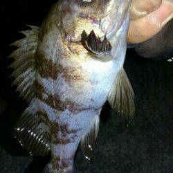 ド干潮メバリング