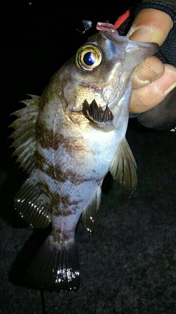 ド干潮メバリング