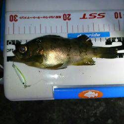 夕まづめメバリング