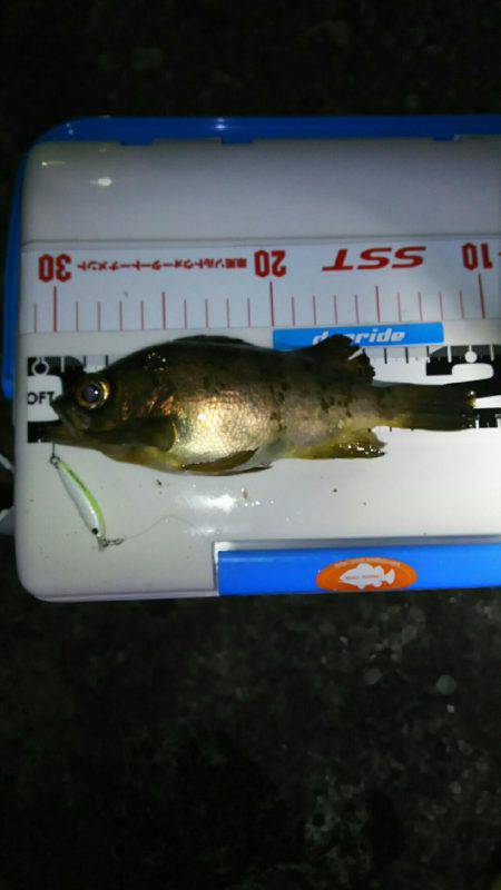 夕まづめメバリング