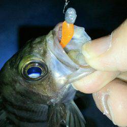 穏やかな日にメバリング