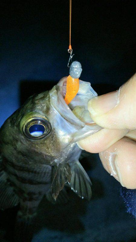 穏やかな日にメバリング