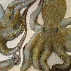 ボウズ逃れでタコ！