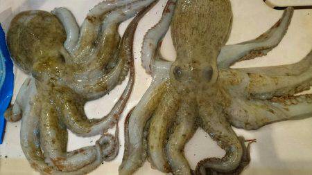 ボウズ逃れでタコ！