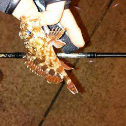 アジメバル調査