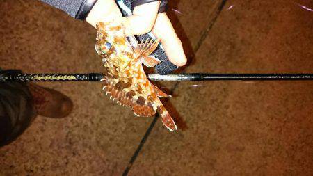 アジメバル調査