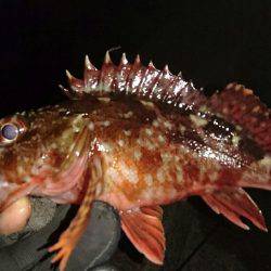 洲本港 メバリング