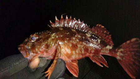 洲本港 メバリング