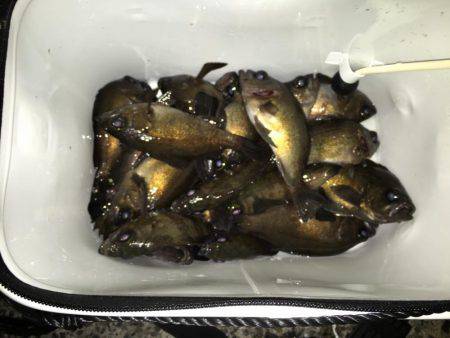 寒い夜でも釣果は激アツ