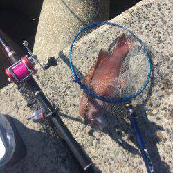 タルイチでコブトリ