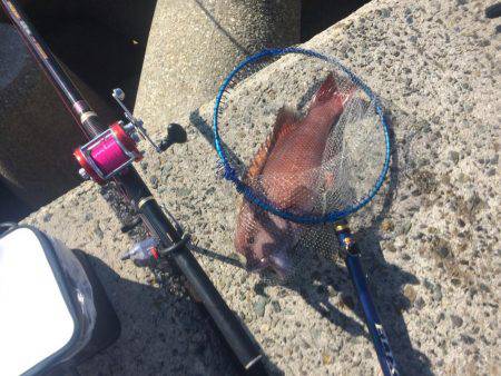 タルイチでコブトリ