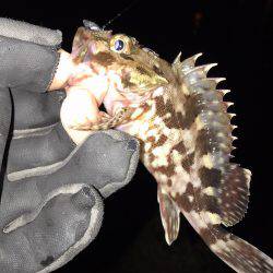 癒されロック♩