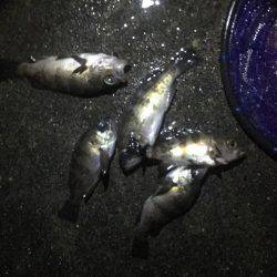 爆風メバリング！