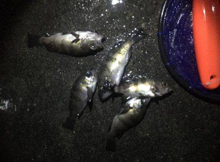 爆風メバリング！