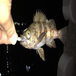 メバリングはじめて３回目の釣行