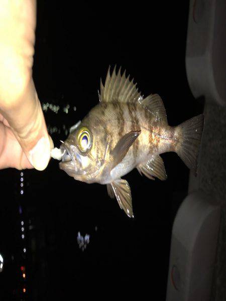 メバリングはじめて３回目の釣行