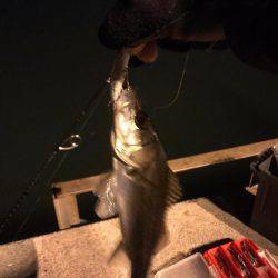 霞埠頭でシーバス