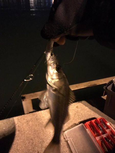 霞埠頭でシーバス