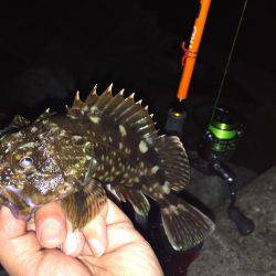 久しぶりのガッシー