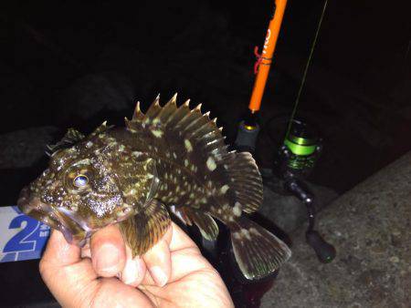 久しぶりのガッシー