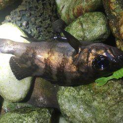 泉南サーフでメバリング！