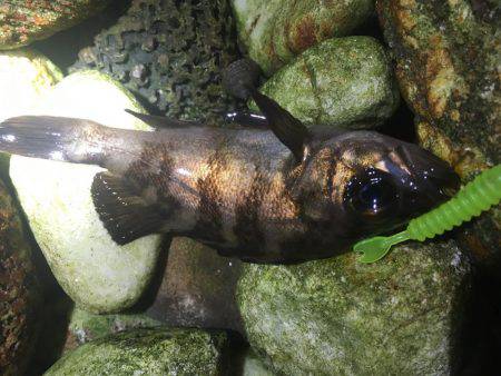 泉南サーフでメバリング！