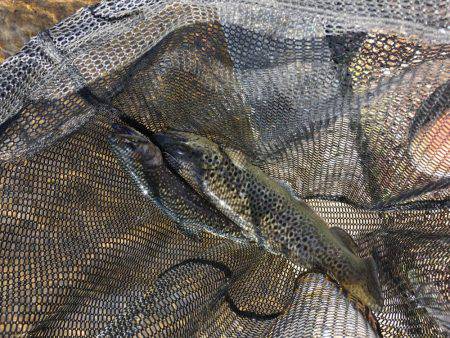 裾野フィッシングパーク