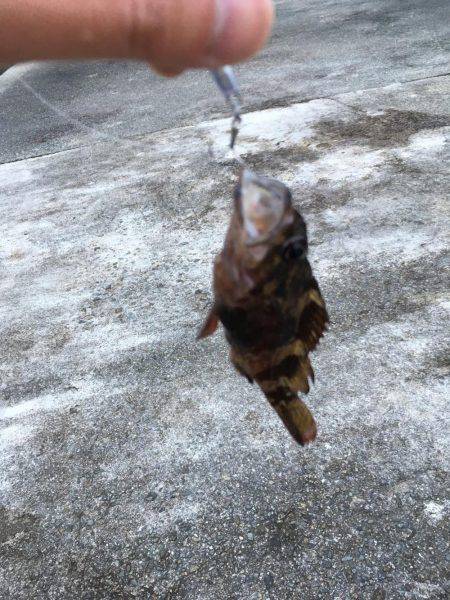 福泊でメバリングのはずが…