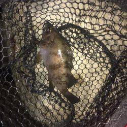 淡路島メバリング