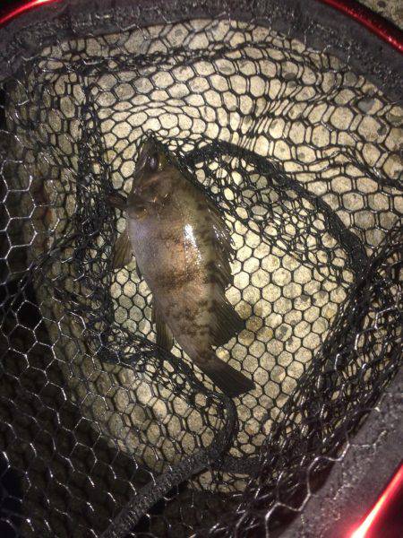 淡路島メバリング