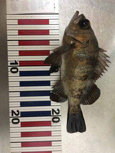 プレミアムフライデー