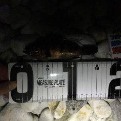 ゴロタフロートメバル！