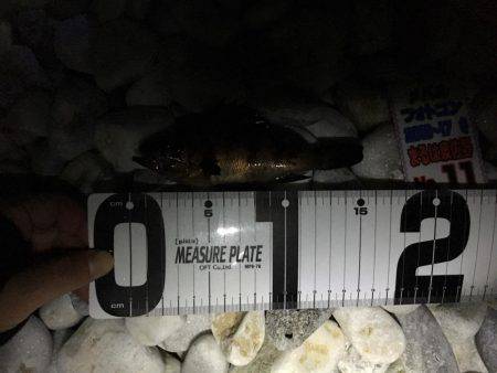 ゴロタフロートメバル！