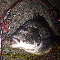 チニング、メバリング