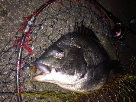 チニング、メバリング