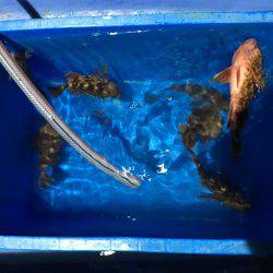 ヤザワ渡船ロックショート便