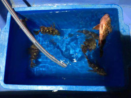 ヤザワ渡船ロックショート便