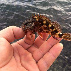 デイメバリング