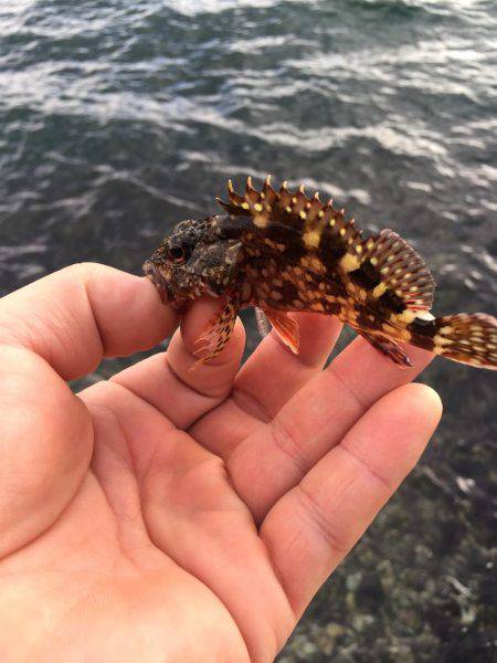 デイメバリング