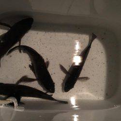 プラッキングメバル