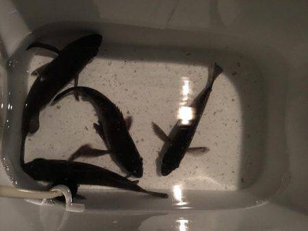 プラッキングメバル