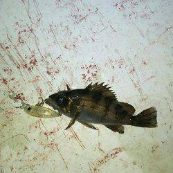 プラッキングメバル