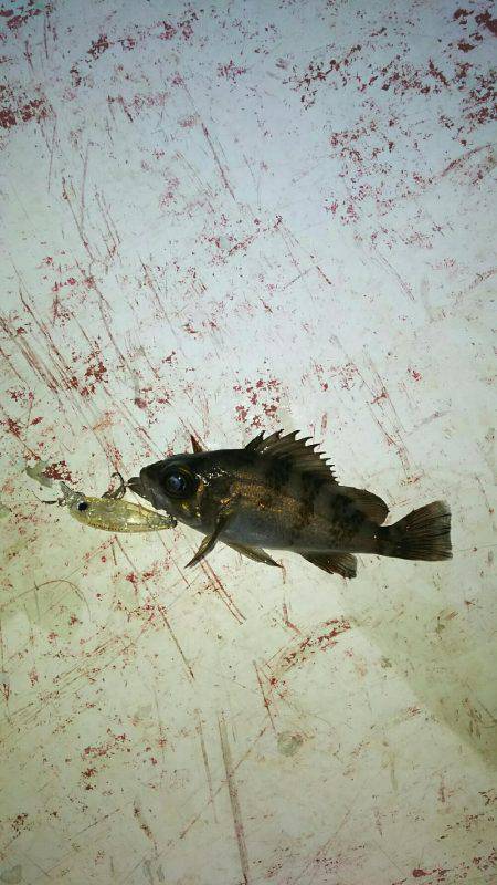 プラッキングメバル