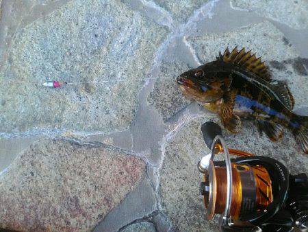 タケノコメバルさん