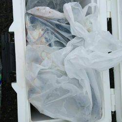 サビキ釣りにてアジ・サバ・イワシ