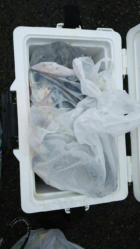 サビキ釣りにてアジ・サバ・イワシ