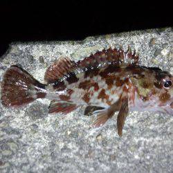 ヤット釣れたメバル